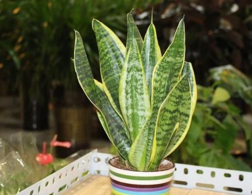 「虎皮兰」天热养这4种花,1招学会正确'浇水',远离烂根,叶子油绿挺直