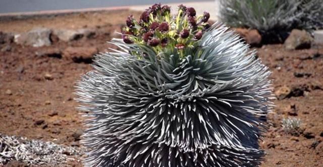 全球珍稀的植物：生长在火山口，六十年才开一次花但开完就死亡！