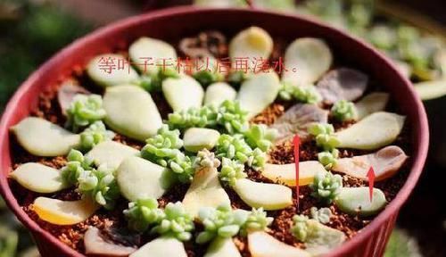  『提高』多肉植物叶插，谨记这9点小技巧，可提高成活率