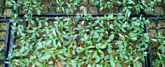  就可以将：成活率最高的3大超简单“扦插术”，赶紧学起来！繁育更多种苗！
