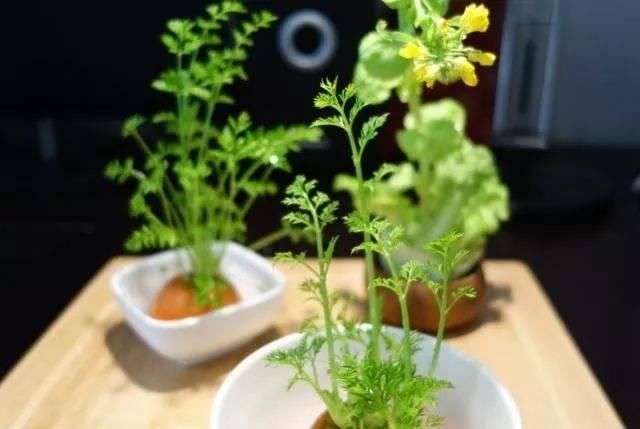  适合：这5种菜根适合水培，直接放水里，长出小盆栽叶子也鲜美
