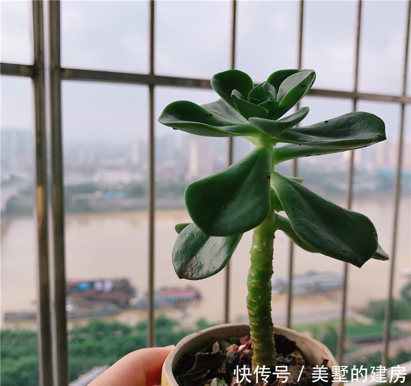 【折中】38度,多肉又绿又徒?用“折中”办法,拯救“逆挂区”多肉!