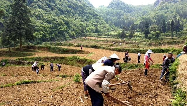  「营养」能制作“豆腐”但不是豆类，容易种植产量高营养好农民为啥不种？