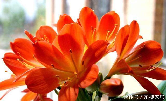 【能力】3种花适合新手养护,开花能力强爆盆简单,一年四季开花不断