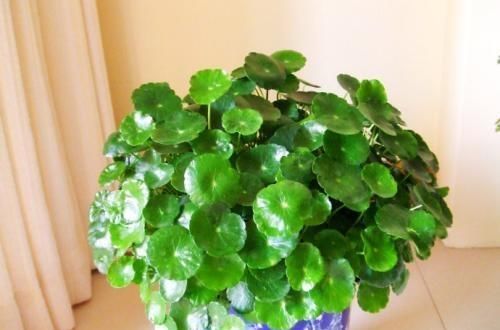  [养花]春天养花就养“它”，什么环境都疯长，叶片圆又大，养的多还旺财