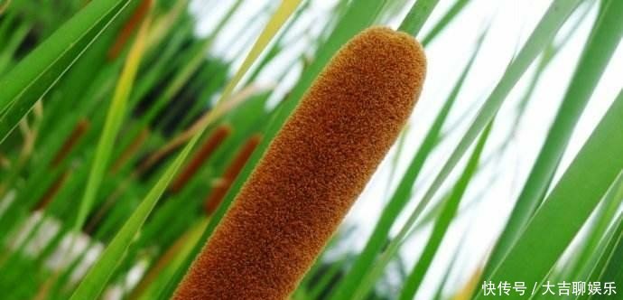 农村田边的“香肠”，过去农民见到就砍，如今20元一斤成稀罕货