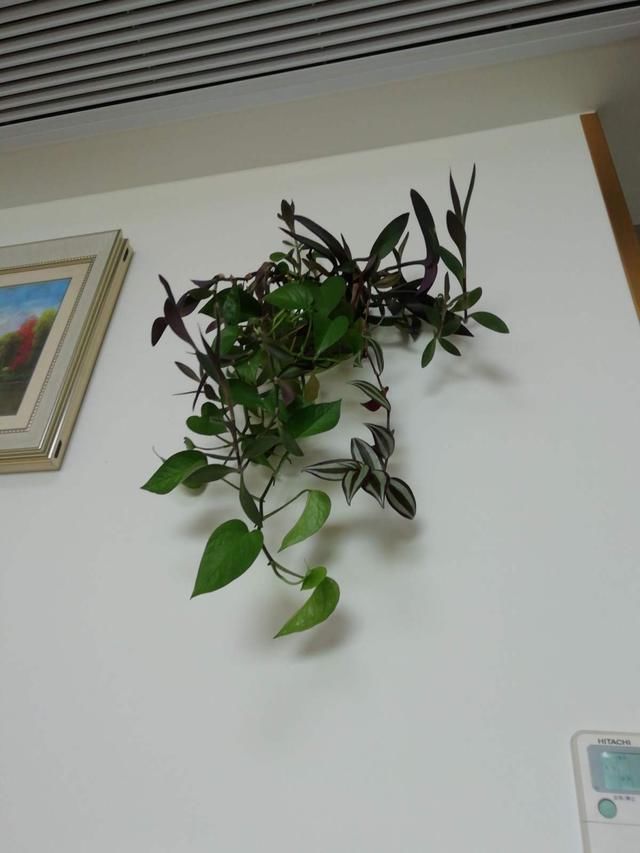 「家里」这花就叫“喜荫花”,光照不足都能开花,太美了!