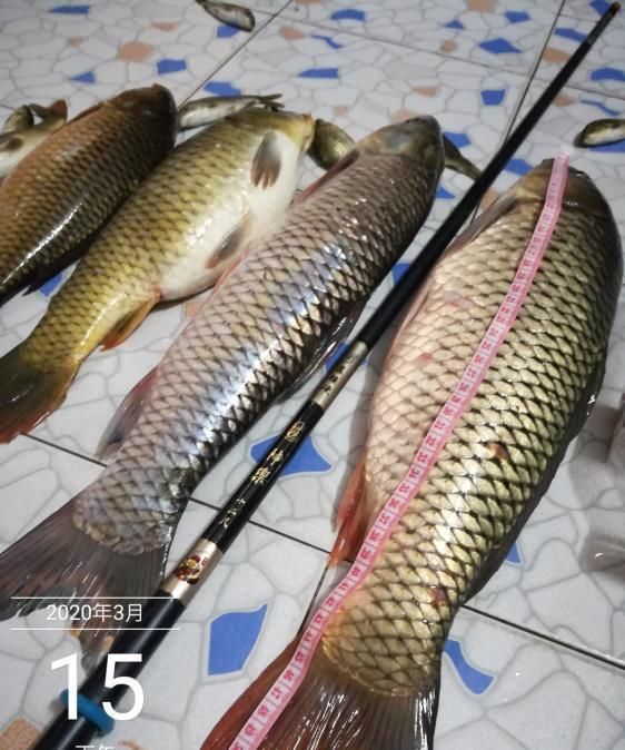 夏季■夏季钓鲤鱼的几大诀窍！一般人学不来，用了十年 至今依然奏效