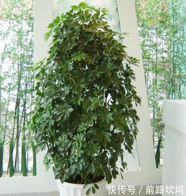  『让它』鸭掌木又叫招财树，就用这个法子养，嗖嗖冒新芽，郁郁葱葱一大盆