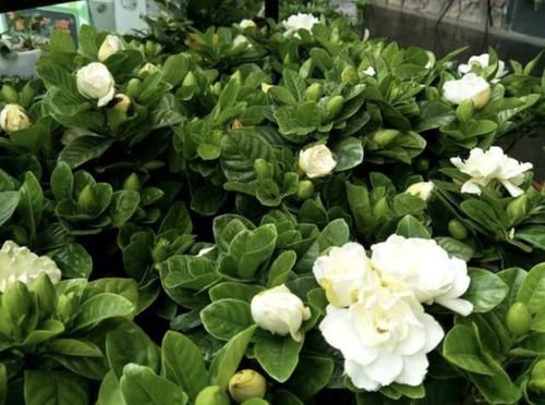  「香味」宅在家里没事做？养2盆花，一年四季有“清香”，还好看，太值！