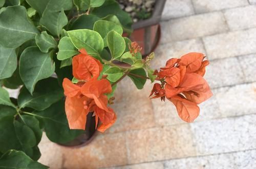  [阳光]有阳光就好开花的三角梅，没想到花色这么多，你养了哪一种？