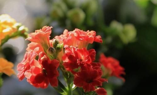 「方法」刚买的长寿花,如何浇水比较好?教你几招简单方法!