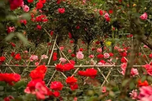 周末去哪儿，广西南宁市花雨湖300亩106个品种玫瑰花盛开啦