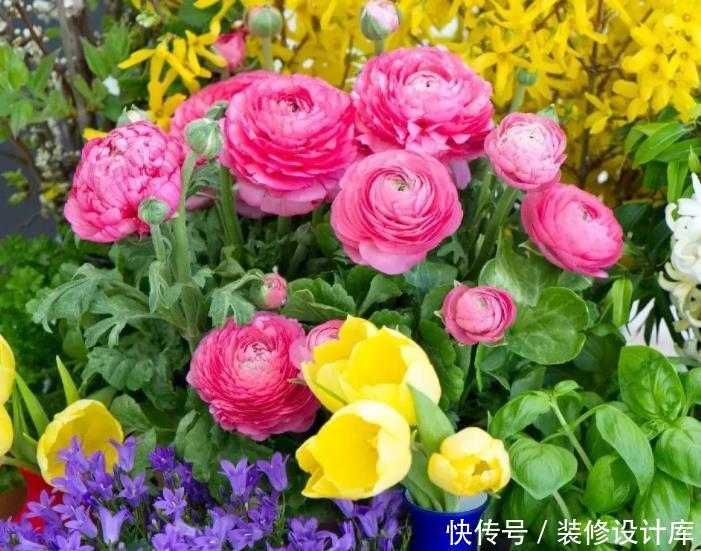  【漂亮】适合新手养护的5种花，粘土就能活，浇水就爆盆，开花漂亮香味浓