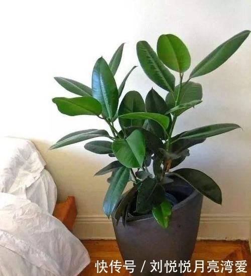  【道路】丢了一棵橡皮树，3年长疯了，横竖8米宽，霸占了道路惹人怨