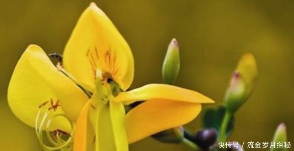 『种花草』可以食用的9种花草,最好在卧室放一盆!不但好看还好吃