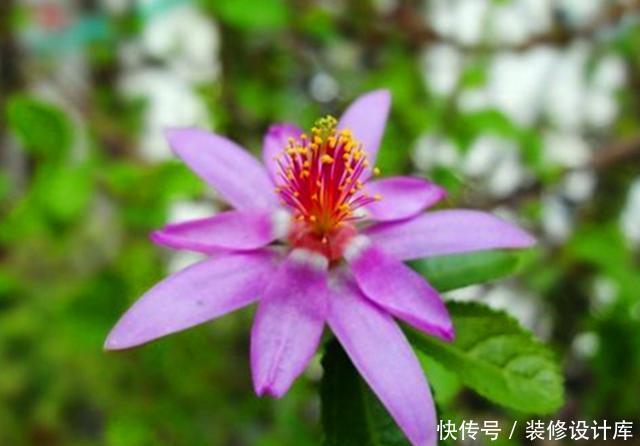  『水莲木喜欢』此花被称为“树上的睡莲”，养护好全年叶片常绿，四季开花