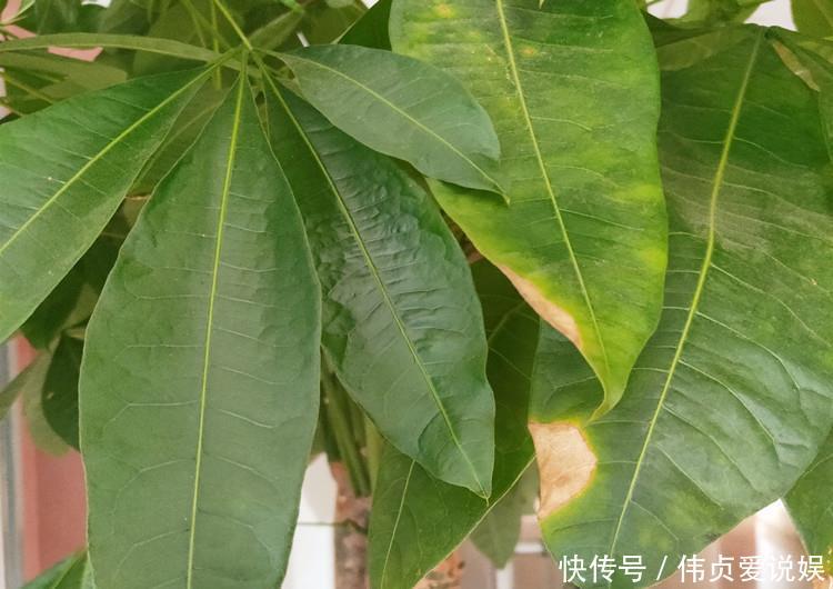 『发财树浇水』家养发财树,学会这“3件事”,轻松养得旺,叶片油绿