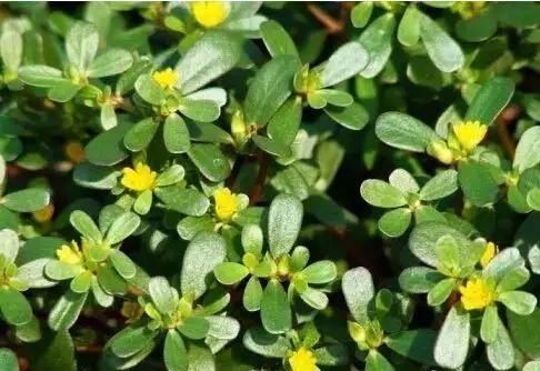  「别称」30种 ·野草的美，你认识几个？