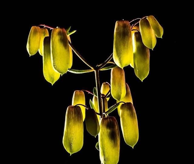  『不定芽』传说中种一次拔一世的多肉，到底是啥？