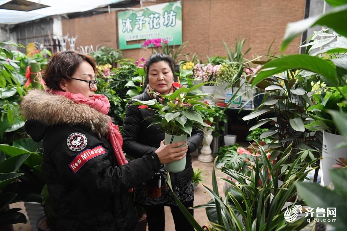 51秒|你的年宵花已到位 快来看看今年流行啥品种