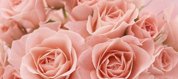  [养盆]喜欢菊花，不如养盆“精品玫瑰”蝴蝶夫人，浓郁果香，妖艳美丽！
