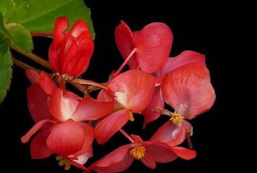  #满月#喜欢菊花，就养盆“菊中珍品”火龙爪，飘香四溢,花型似满月
