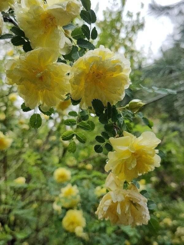  『柔美』一丛灌木开出柔美金黄花，仔细一瞧，原来是蔷薇花的亲戚