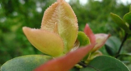  『植物』茶树上一叶子，名为耳朵花，农村小孩最爱生吃，城里人大多没见过