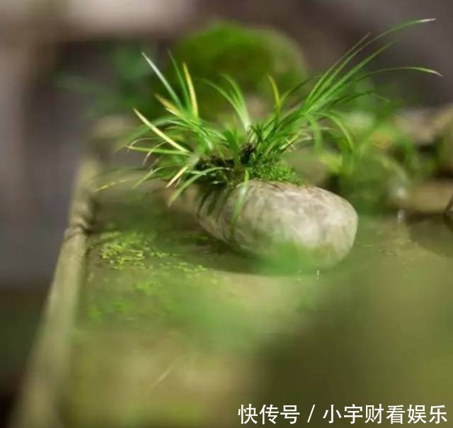 『养眼』菖蒲:此为寿品,玩者珍惜!太养眼!
