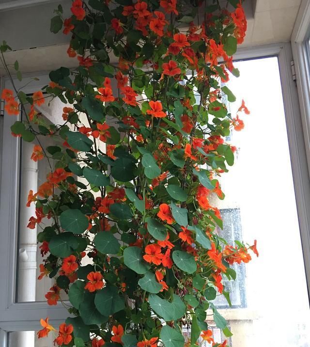  『繁盛』这些花卉被称为“开花机器”，全年开花不断，花开繁盛惹人爱，美
