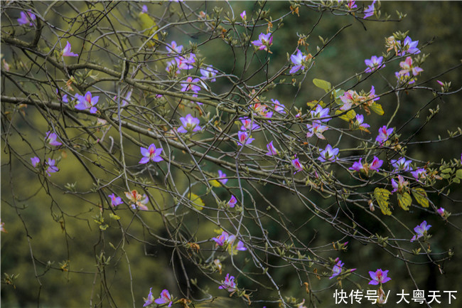 佛山南丹山宫粉紫荆绽放，满树和娇烂漫红，万枝丹彩灼春融