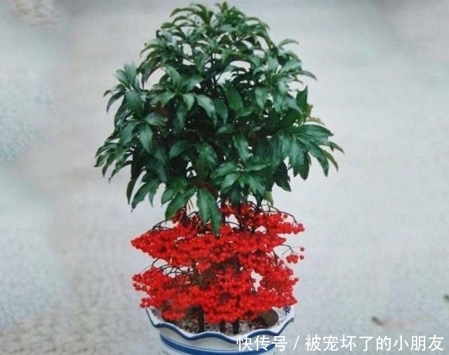  「观赏价值」这“3种花”能招财，能“镇宅”，比富贵竹、金钱树强多了！