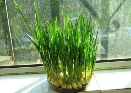  『花盆』几颗大蒜扔进花盆，做成创意十足，好吃美味的蒜苗盆栽