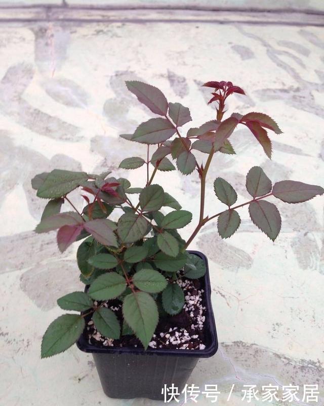  『三角梅』阳台种上3种花，常年开花没有空窗期，花香飘满整个房间