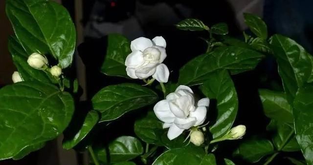  『栀子花』夏季养这两种花，发芽生根泡泡水就能行，开花味还香！