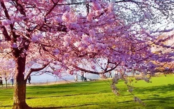 樱花盆景，美到窒息！