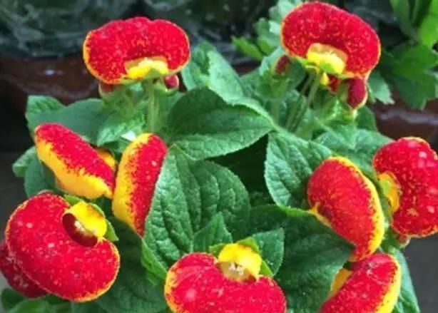  家里|5种“草花”，株形小，好管理，养在家里很合适