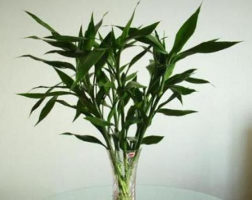  『家里』家里养的这些花，超级能喝水，“成桶成桶”的喝，越喝越滋润
