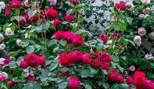  『喜欢』新手必种的十款最美藤本月季，款款颜值与能力并存，看看喜欢哪种