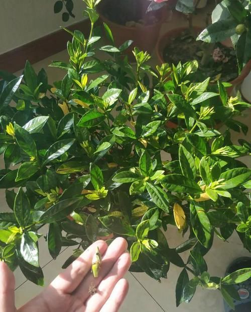  『栀子花』月季栀子花，花还没开就掉落，3个原因一看就懂！