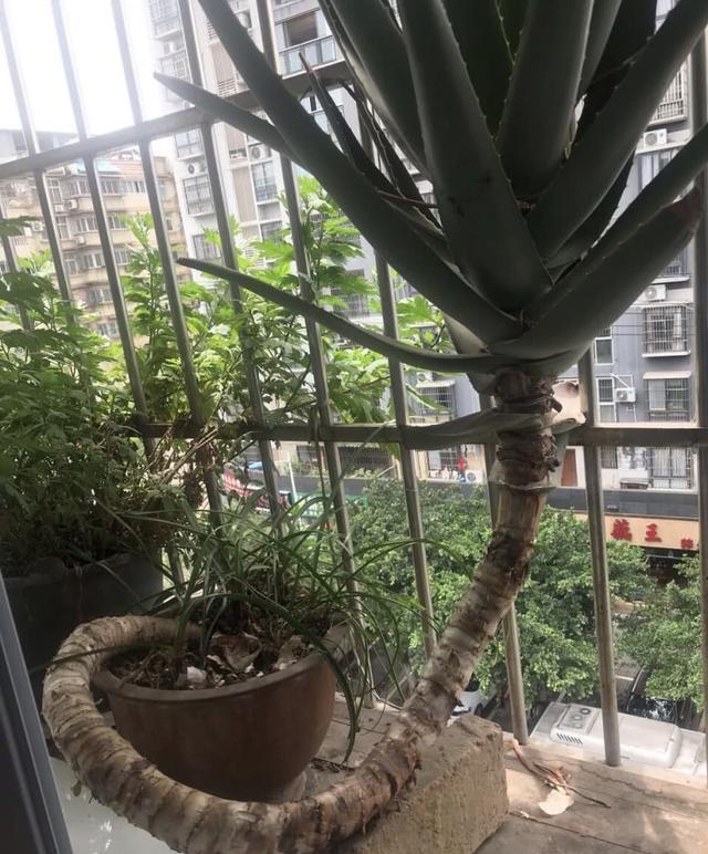 值钱■芦荟不值钱,养成“老桩”很稀罕,叶子胶质多,越老越值钱