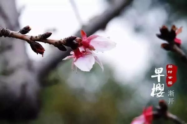 最美樱花季即将到来！沪上赏樱攻略在此