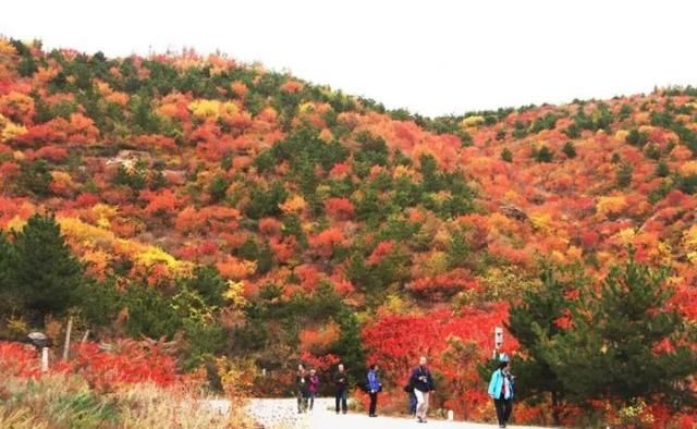 很多人还不知道，京西有个“百花山下第一村”，简直美的不行