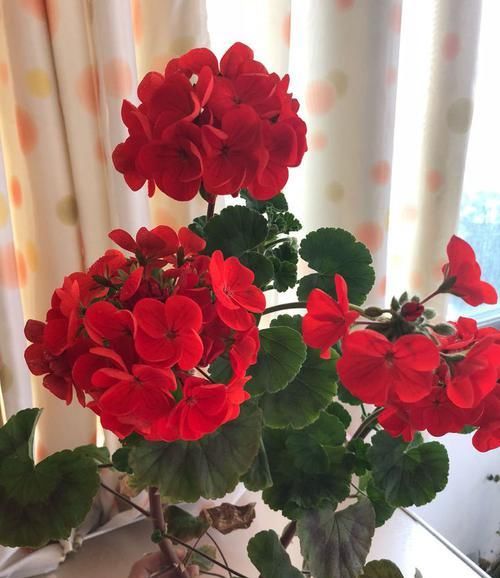  清奇@养菊花，就养盆“名贵菊花”，花开“千手观音”，清奇秀丽！