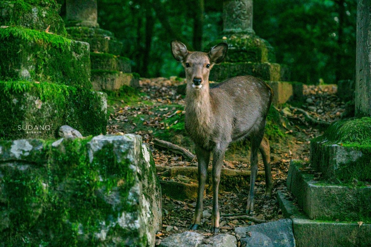 古都奈良,日本人称之东方的罗马,春日大社被