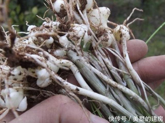  「植物」山坡下有1种“小根蒜”，别装不认识，如今1斤10元难买，珍贵！
