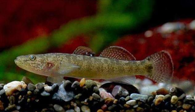  『生活环境』这一种观赏鱼不仅仅非常好看，又很好养，快学学饲养经验吧