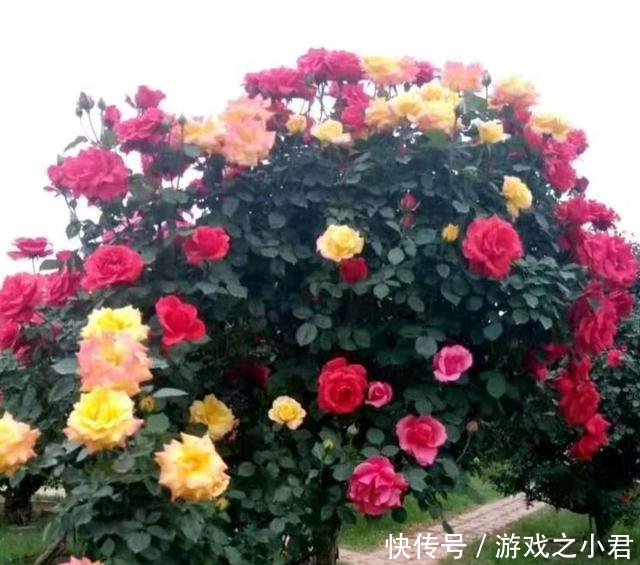 『树状』我国最美的“花树”,插土就能活,春天种2棵,当月就开花