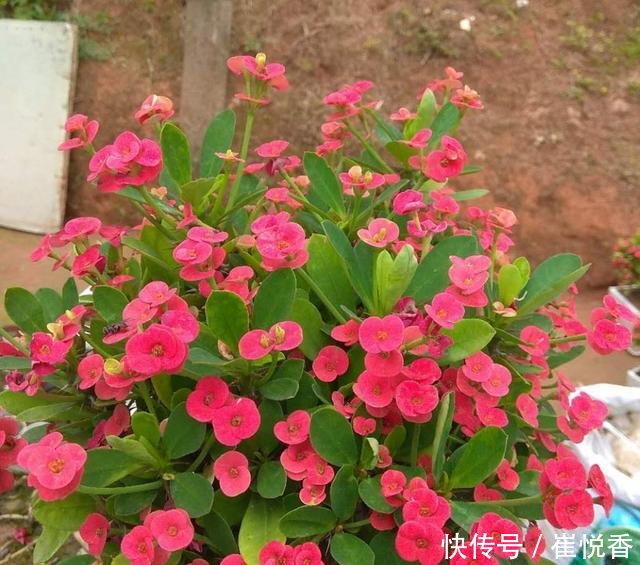 『盆土干透』客厅养的5种花,最怕水,多浇一点点,整盆死翘翘